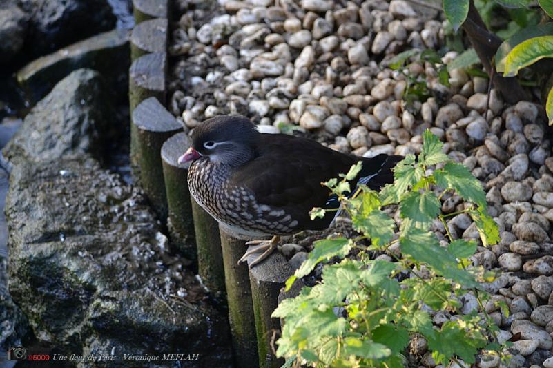 Ménagerie du Jardin des Plantes : La Grande Volière : Le canard Mandarin 