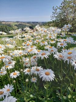 Fleurs !