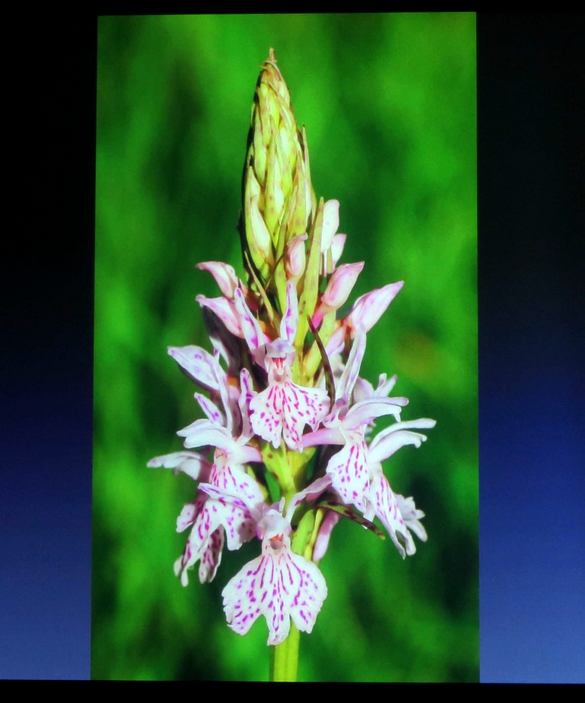 Une conférence sur les orchidées sauvages de nos forêt a eu  lieu à Lignerolles  