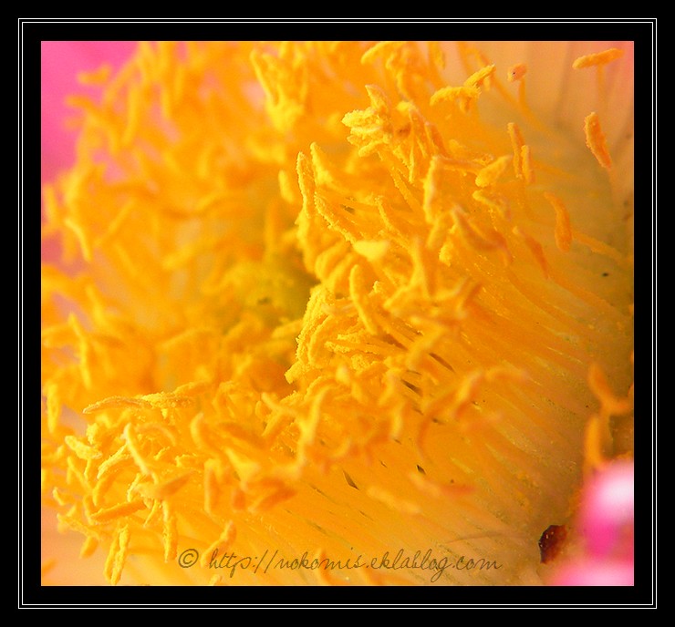 Telle une abeille, au coeur des fleurs