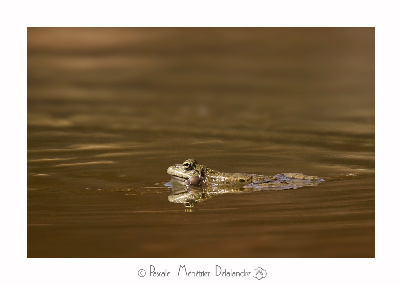 Grenouilles Pelophylax sp.