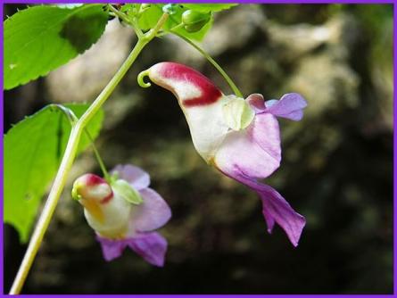 Fleurs Rares.