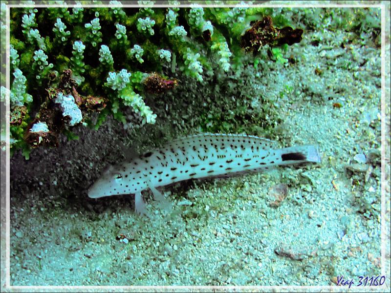 Perche de sable, Parapercis ocellé, Pintade, Perche mouchetée, Speckled sandperch (Parapercis hexophthalma) - Spot Sugar Man - Tsarabanjina - Mitsio - Madagascar