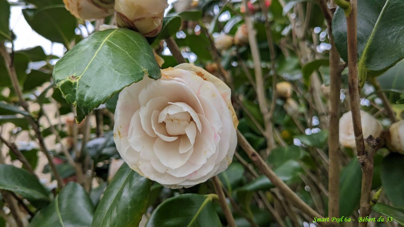 mes photos avec le Pixel 6a de Google