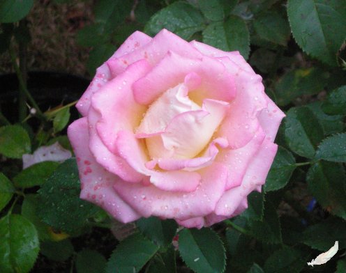 Image4.jpg