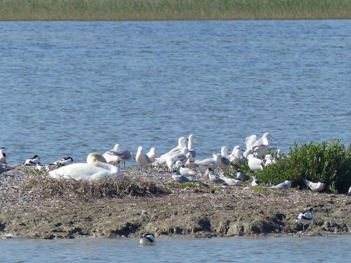 Oiseaux de Camargue