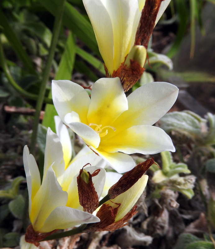 Balade de printemps au jardin...