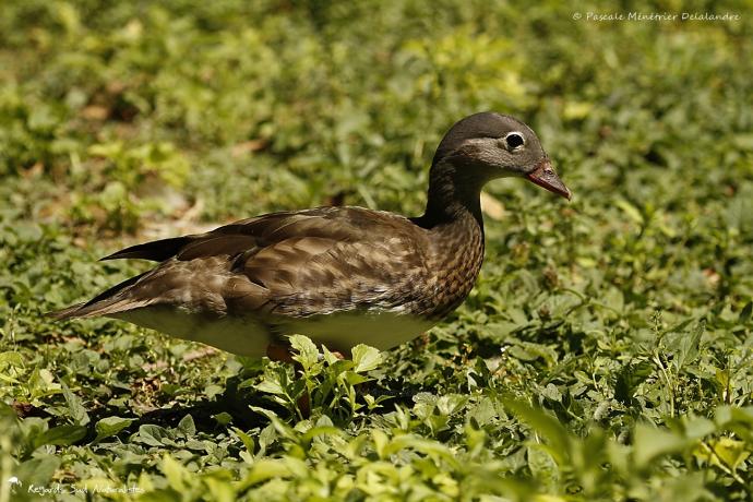 Canard mandarin ♀
