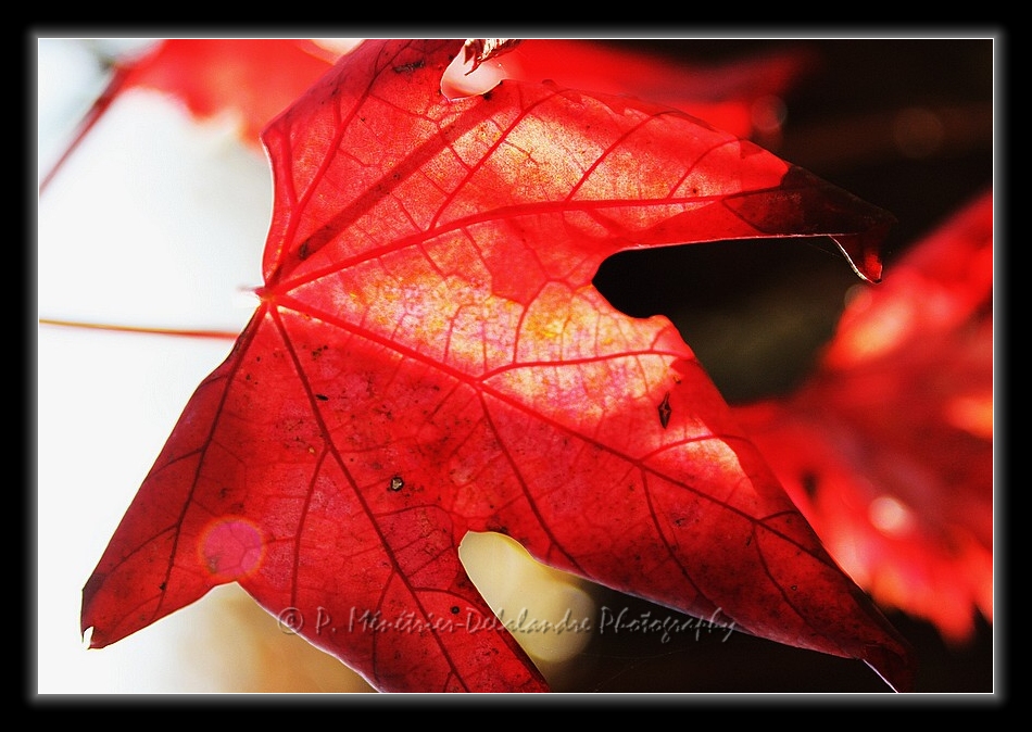 Rouge vigne...