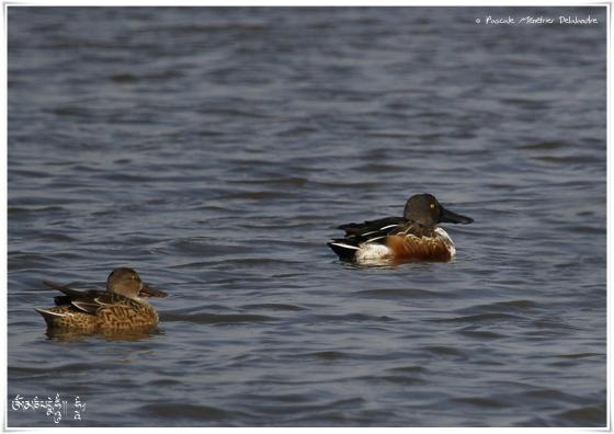Canard souchet - Anas clypeata - Northern Shoveler
