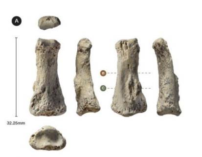 8 - L'expansion des Homo sapiens