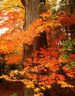 Les Arbres d'Automne + grille