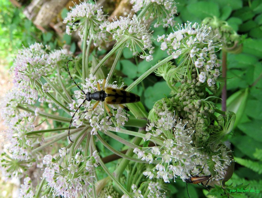 insectes sur fleurs
