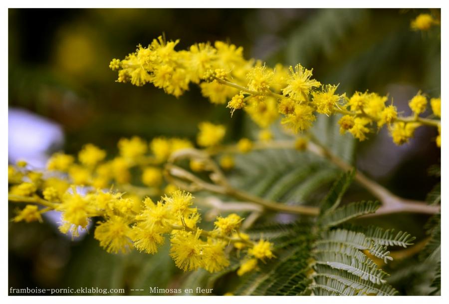 Mimosa en fleurs 