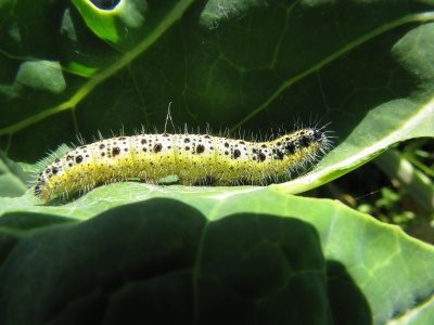 Piéride du chou (Pieris brassicae) - Pieridae