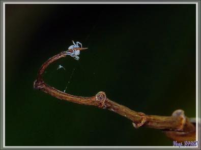 Araignée crabe Thomise enflée (Thomisus onustus) - Originaire de La Couarde - Île de Ré - 17