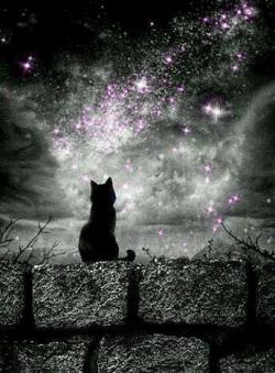 Des étoiles plein les yeux...