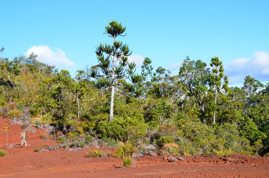 hienghene caledonie schnoebelen