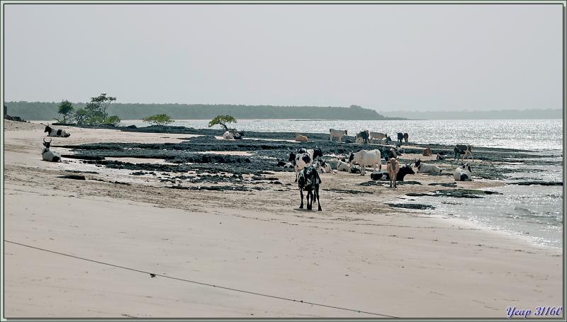 05/04/2024 après-midi : Débarquement sur une plage au nord de l'île Carache pour aller visiter le village d'Ampincha - Bijagos - Guinée Bissau