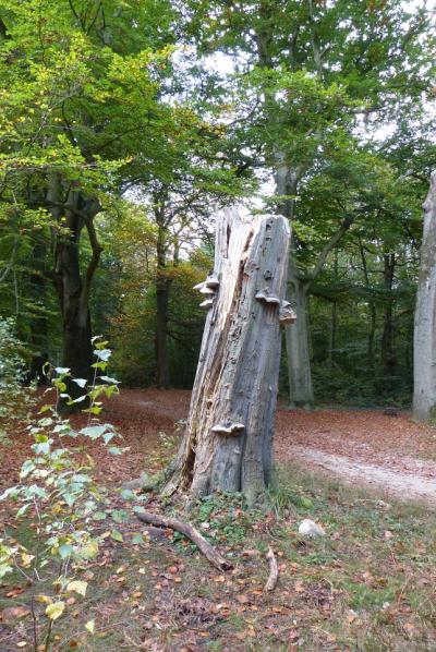 Randonnée le long de l'Yerres