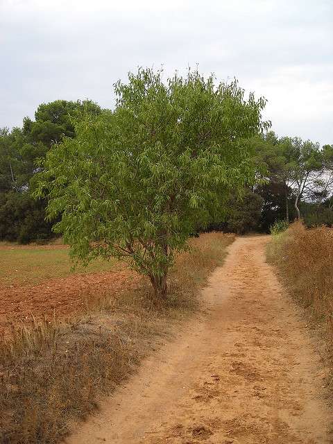 Arbre fruitier : Amandier