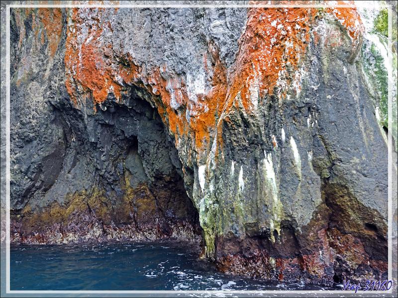 Au pays des merveilles : quand la nature fait dans l'abstrait - Nightingale Island - Tristan da Cunha