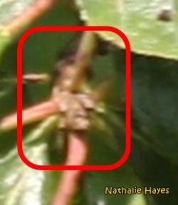 La Page de Nathalie Hayes