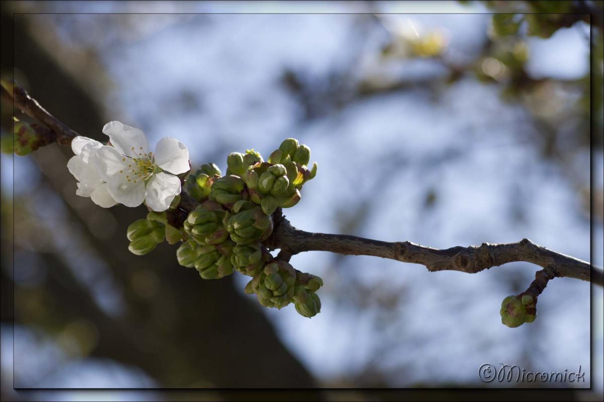 Cerisier Bigarreau Burlat