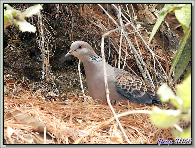 Blog de images-du-pays-des-ours : Images du Pays des Ours (et d'ailleurs ...), Tourterelle orientale (Streptopelia orientalis) - Sentier de Taktsang Pelphug - Paro - Bhoutan