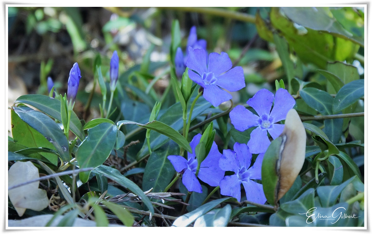Petit printemps