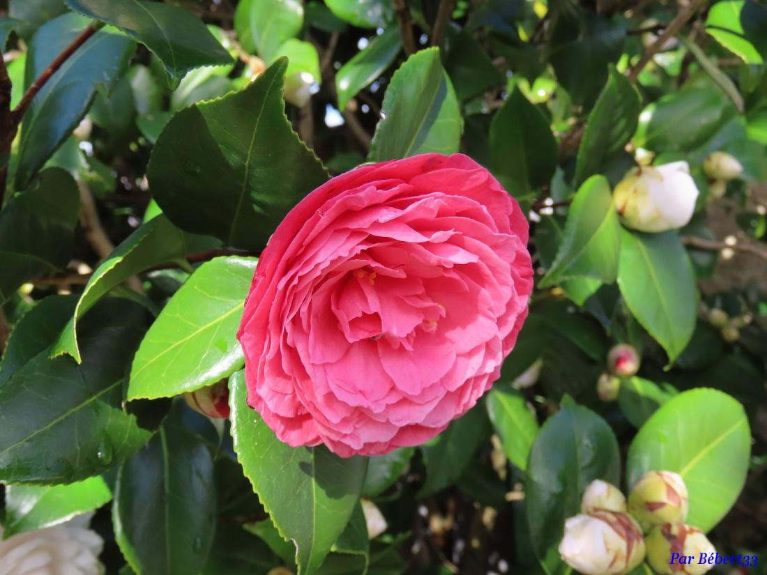 nos fleurs du jardin