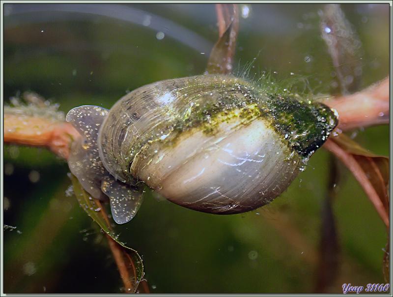 Limnée commune, Limnée ovale, Wandering snail (Radix balthica) - Lartigau - Milhas - 31