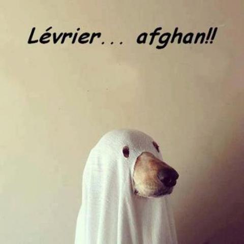Humour du mercredi ... !!!