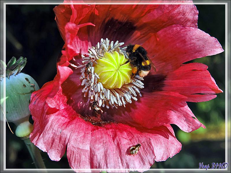 Bourdon terrestre (Bombus terrestris) et minuscules abeilles sur fleur de pavot - Lartigau - Milhas - 31