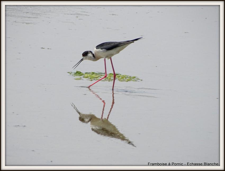 Echasse blanche - Mai 2018