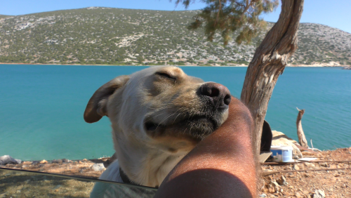 Le regard de la sentinelle