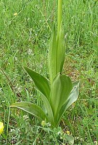orchispurpureaba