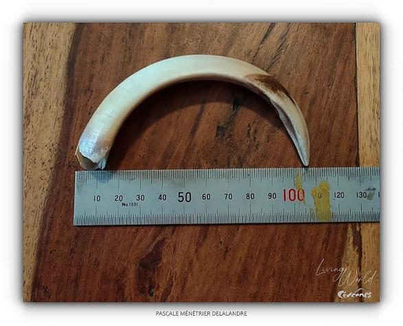 canine inférieure de Sanglier mâle.