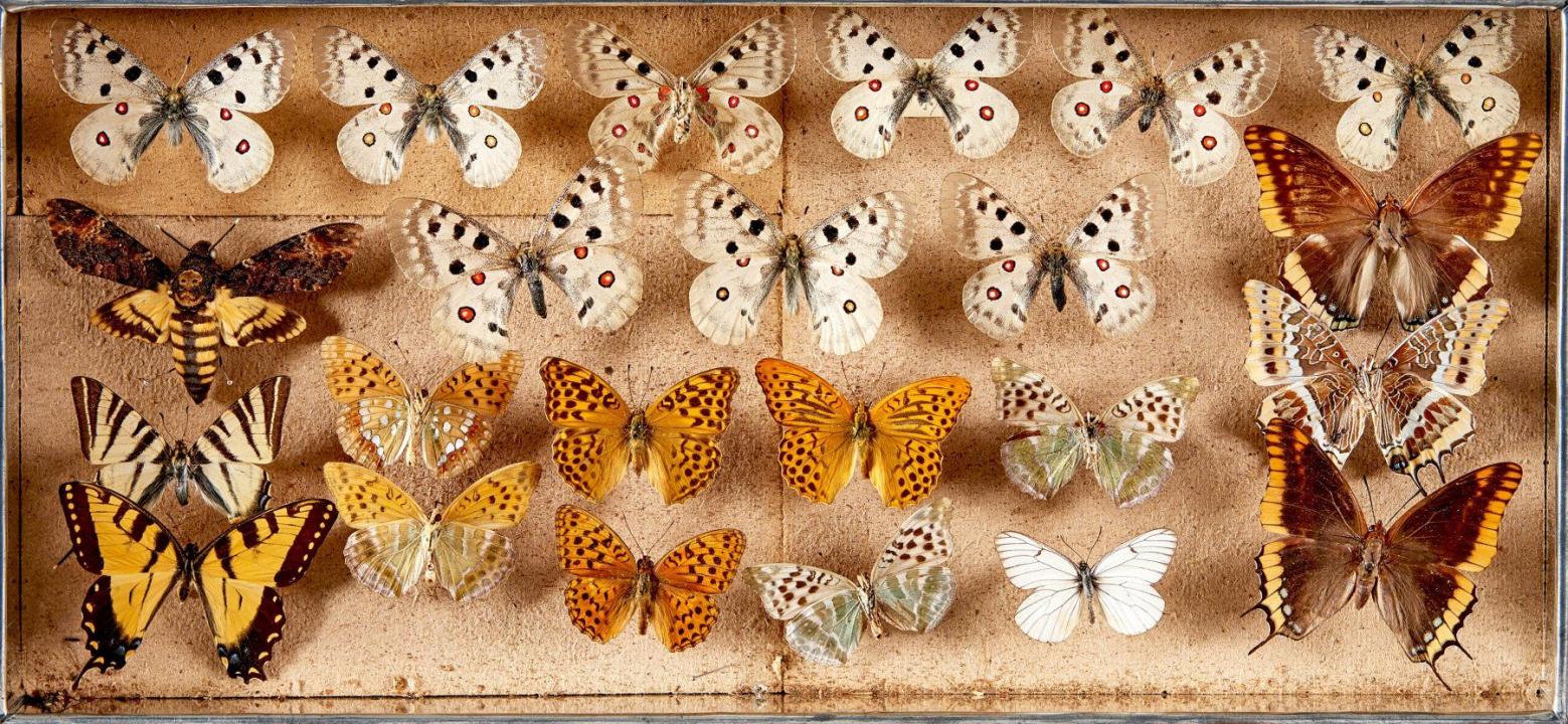 LEPIDOPTERES 5