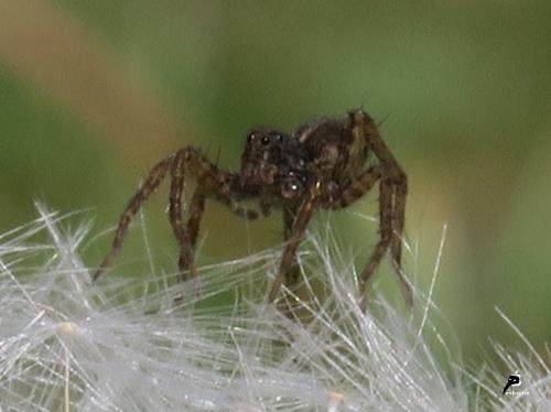 Au fil des araignées, au fil de la vérité