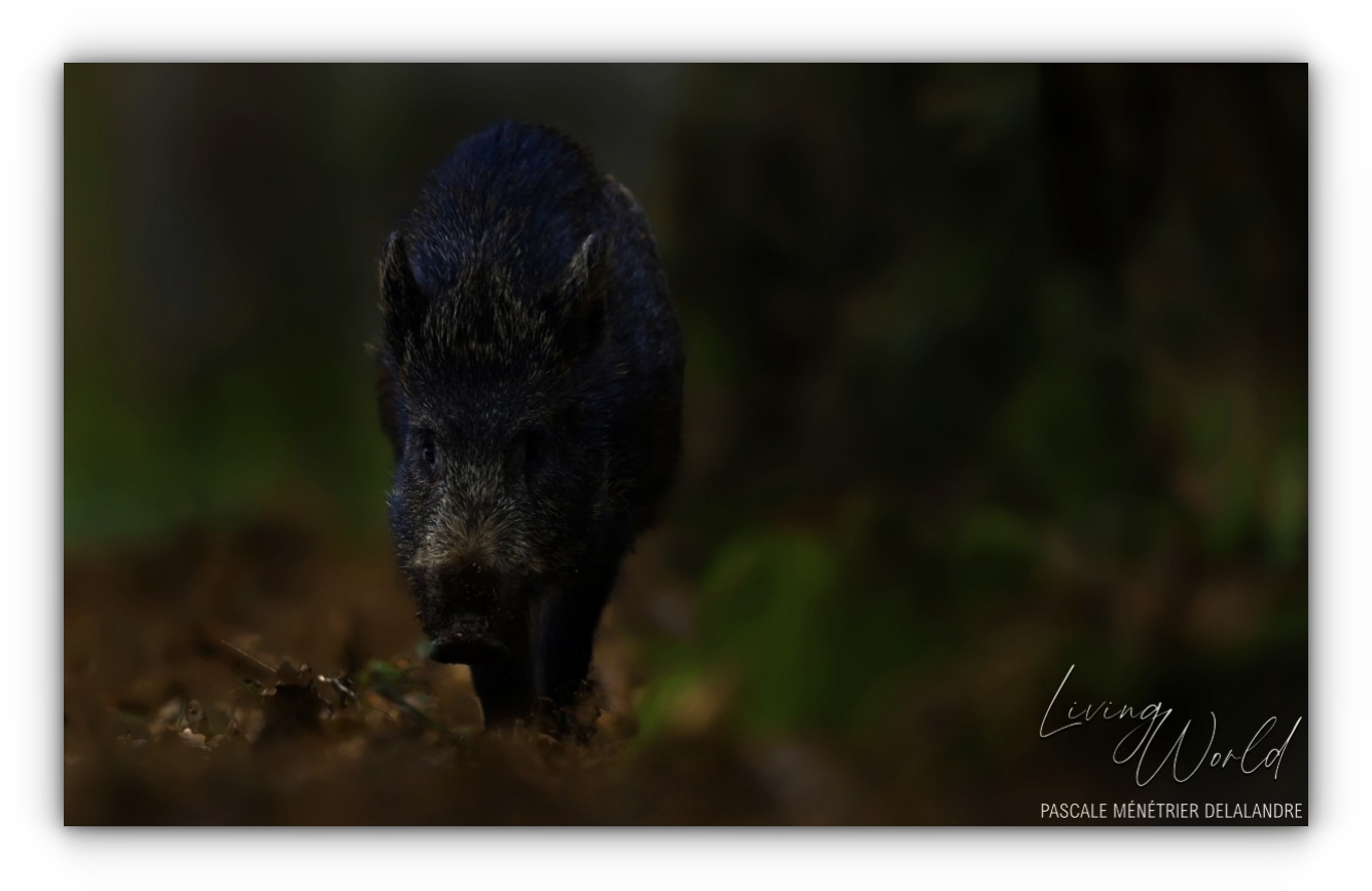 Les Cévennes (et quelques particularités)