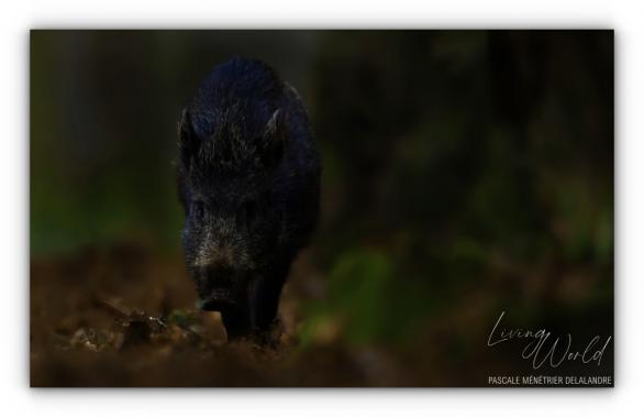 Sanglier