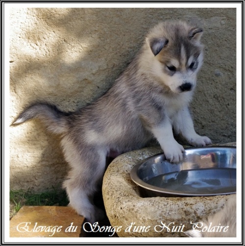 Chiot Husky Mâle (35j)