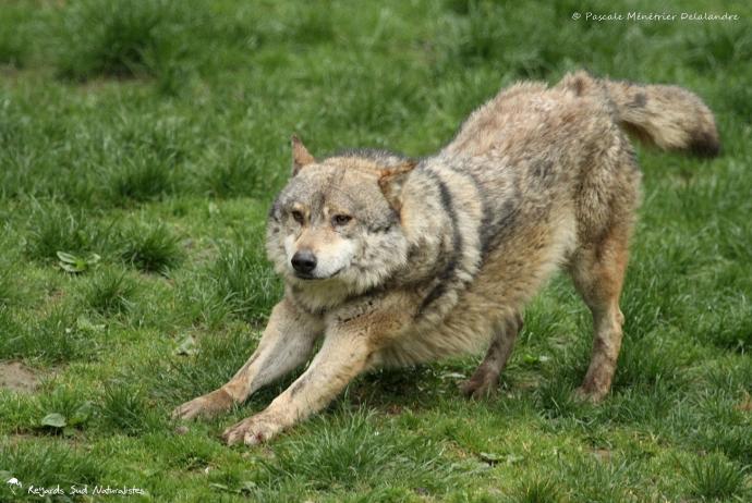 Loup gris (Linnaeus 1758) - Canis lupus