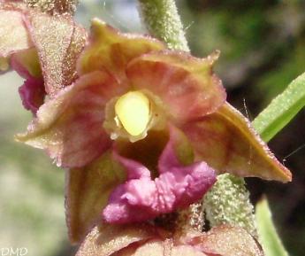 Epipactis atrorubens - épipactis pourpre