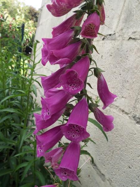 "Du côté jardin" pour ... une pause .