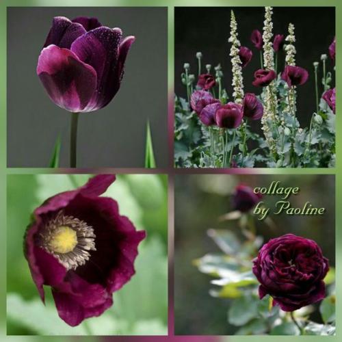 Collages violets