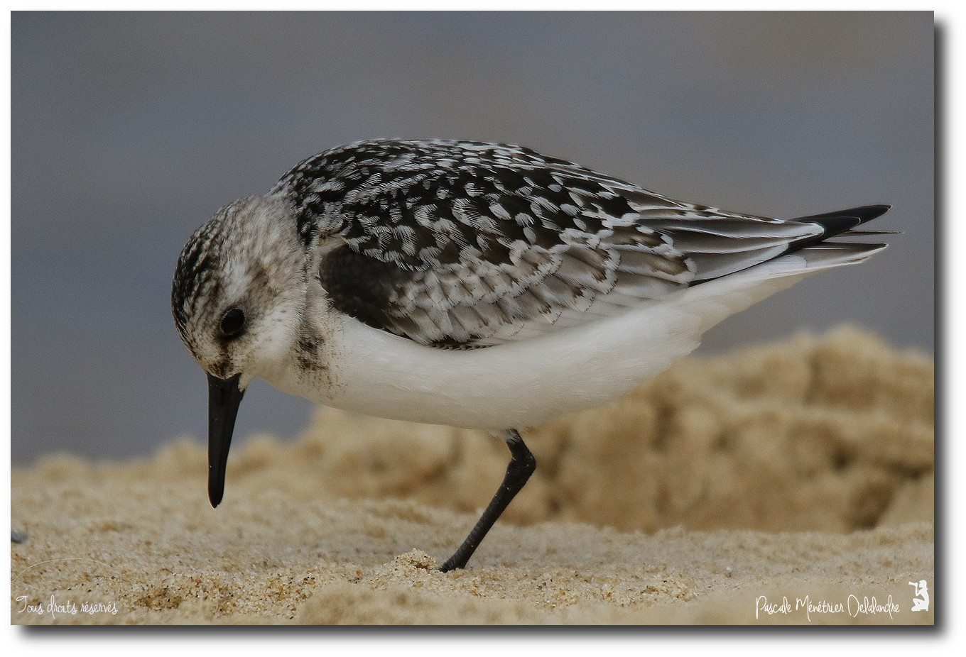 Bécasseau sanderling juvénile
