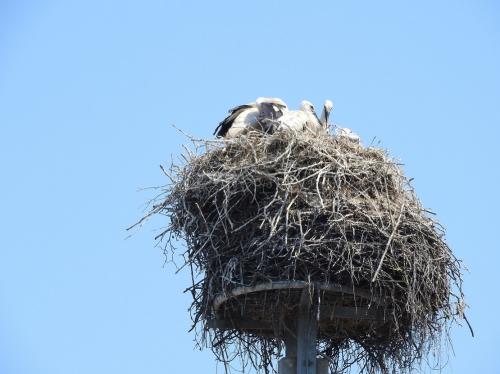 .. cigogne alsaciennes, confort...