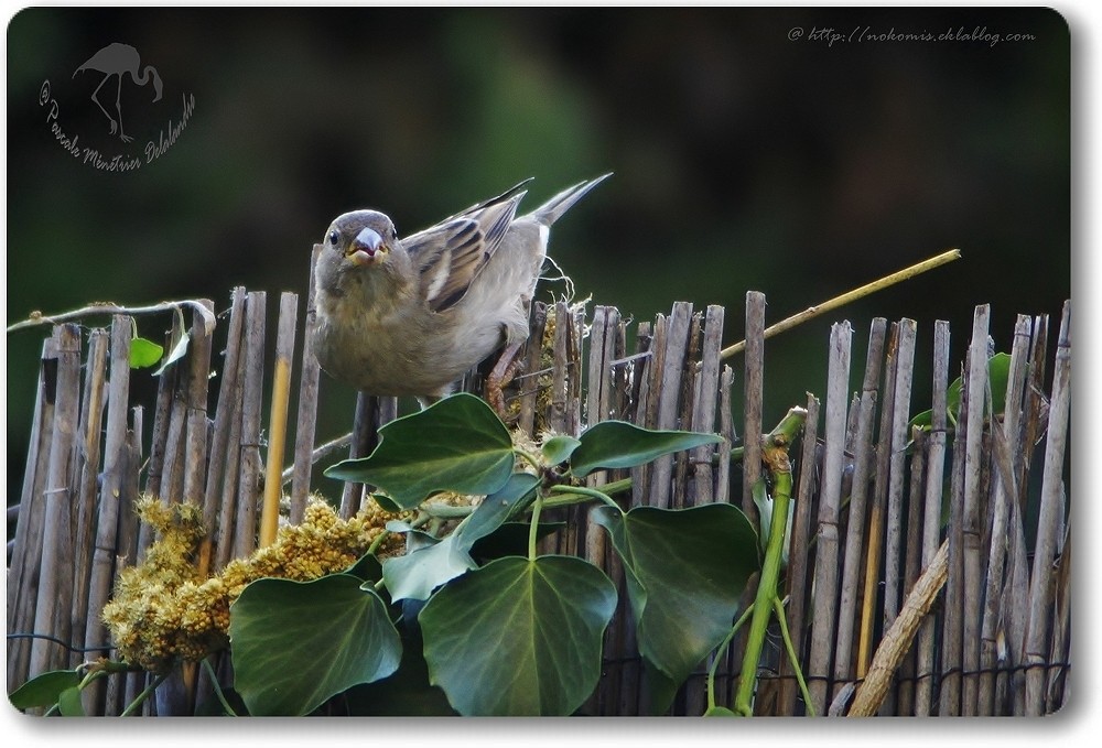 Couple de Passer domesticus- Moineaux domestiques...